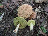 Xerocomus hortonii image