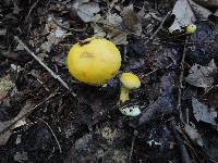 Suillus subaureus image