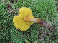 Aureoboletus innixus image