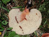 Fistulina hepatica image