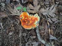 Russula aurea image