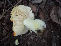 Russula aurea image