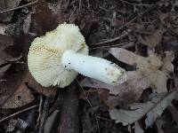 Russula aurea image