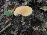 Amanita sect. Vaginatae image