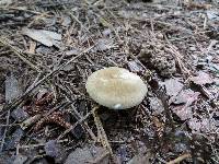 Lactarius sumstinei image