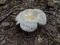 Russula crustosa image