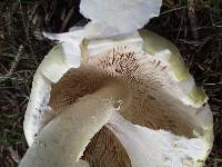 Agaricus arvensis image