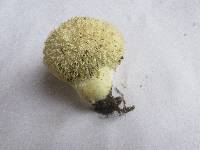 Lycoperdon americanum image