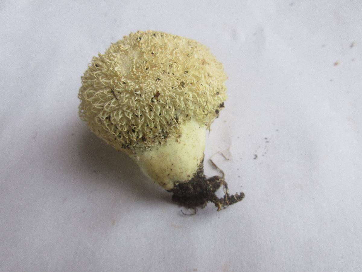 Lycoperdon americanum image