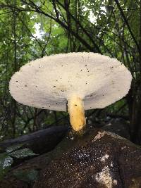 Polyporus craterellus image