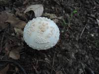 Amanita rubescens var. rubescens image