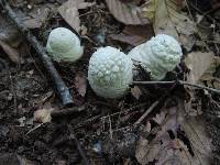 Amanita velatipes image