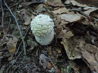 Amanita velatipes image