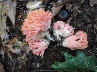 Ramaria subbotrytis image