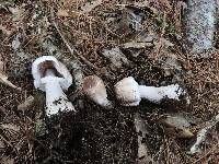 Agaricus vinosobrunneofumidus image