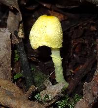 Leucocoprinus fragilissimus image