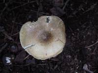 Tricholoma davisiae image