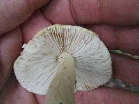 Tricholoma davisiae image