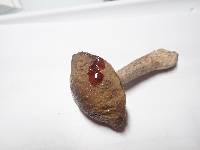 Leccinum rugosiceps image