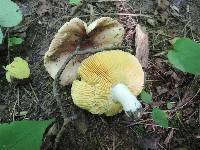 Russula veternosa image