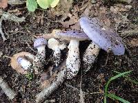 Cortinarius iodeoides image