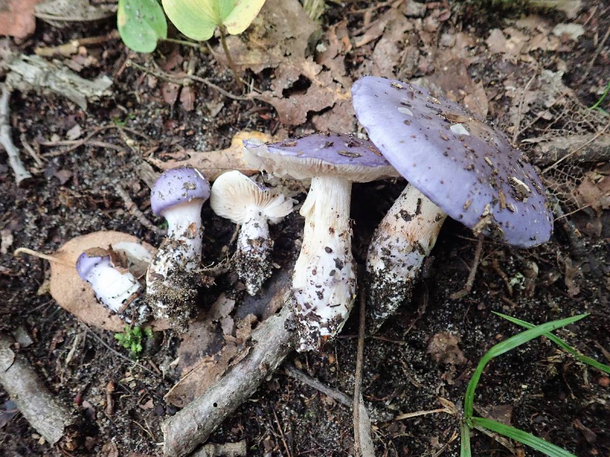 Cortinarius iodeoides image