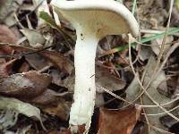 Hygrophorus occidentalis image