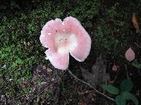 Russula paludosa image