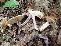 Lactarius pallescens var. pallescens image