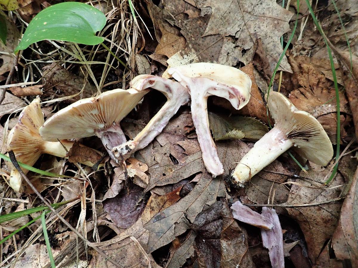 Lactarius pallescens var. pallescens image