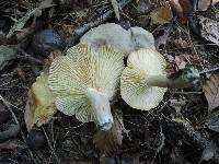 Lactarius pyrogalus image