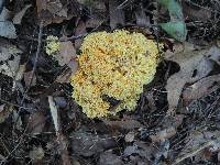 Ramaria flavescens image