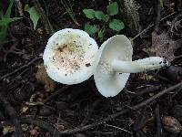 Lactifluus glaucescens image