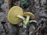 Suillus subaureus image