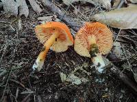 Hygrocybe squamulosa image