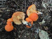 Hygrocybe squamulosa image