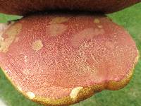 Boletus carminiporus image