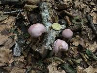 Mycena rosea image