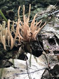 Clavaria fumosa image