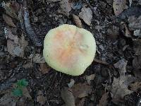 Russula flavisiccans image