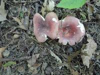 Russula veternosa image