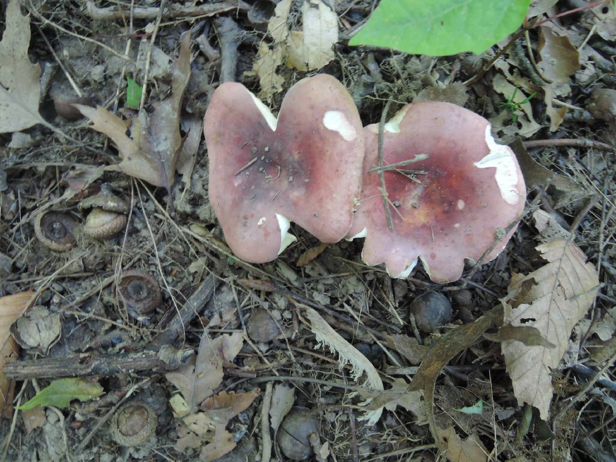 Russula veternosa image