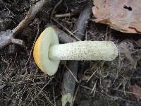 Leccinum luteum image