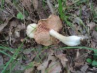 Entoloma albidum image