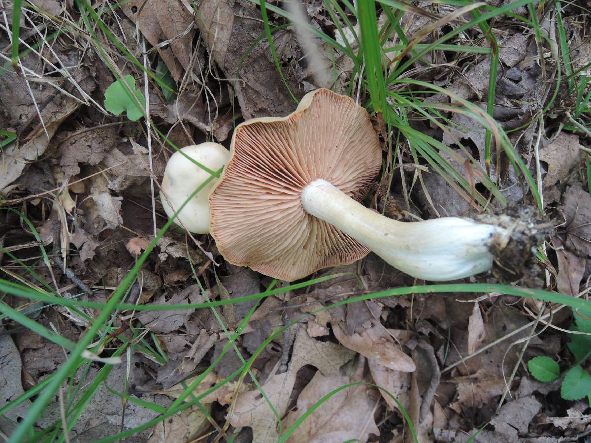 Entoloma albidum image