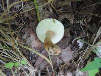 Gyroporus castaneus image