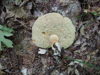 Xanthoconium affine image
