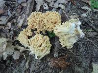 Ramaria formosa image