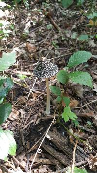 Coprinopsis picacea image