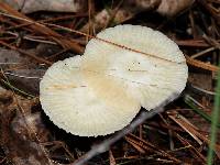 Marasmius delectans image